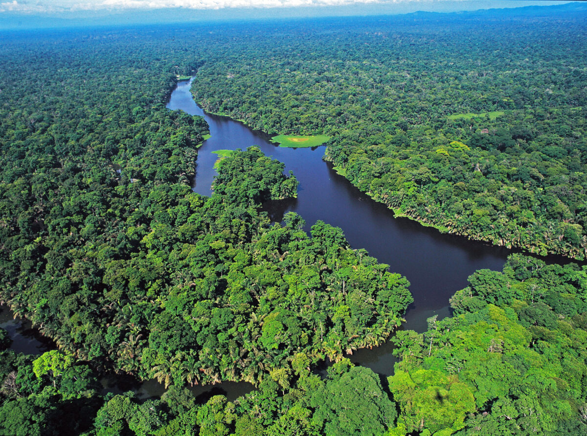 Canales selváticos de Tortuguero recorridos en bote